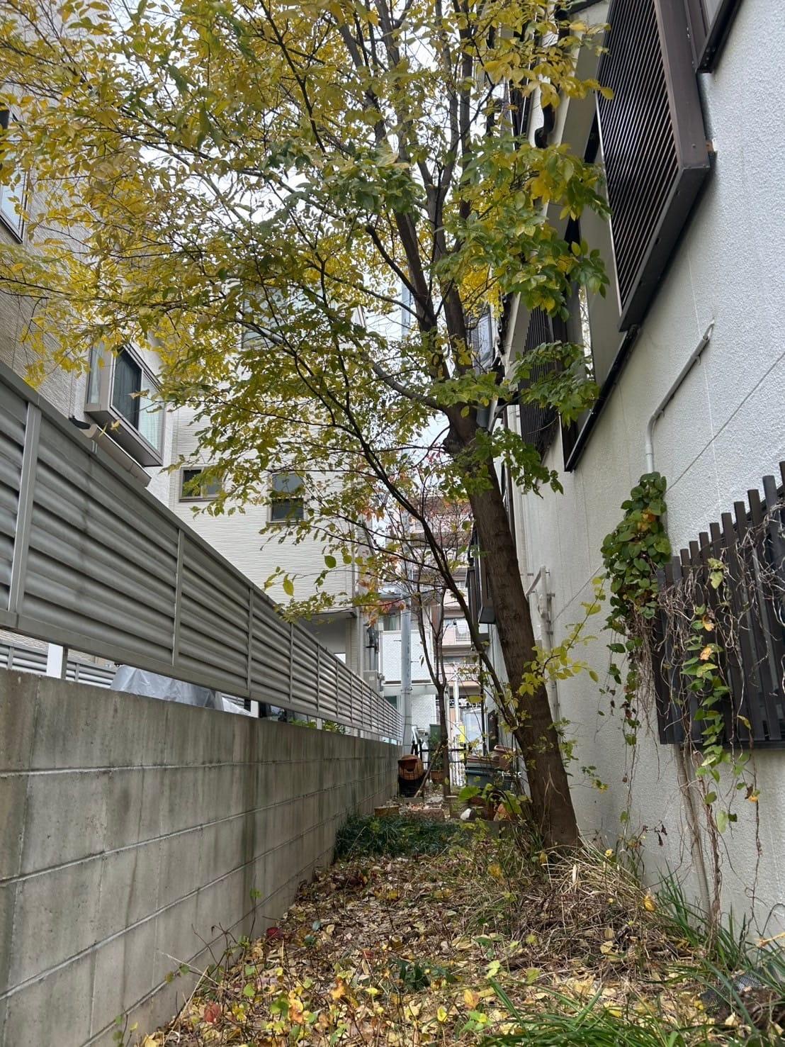 狭い敷地での庭木伐採