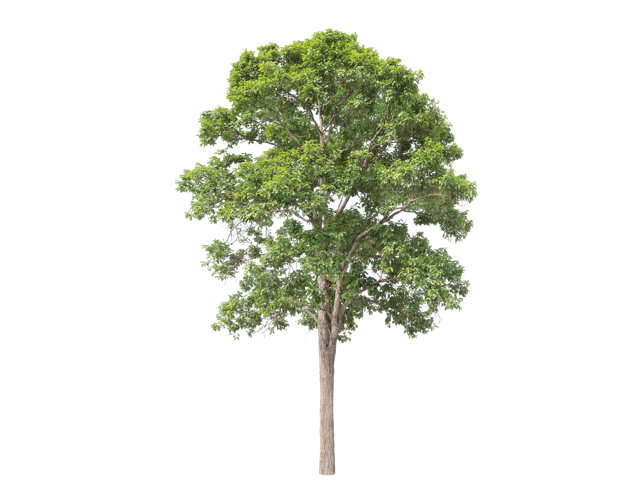 大きく育った木