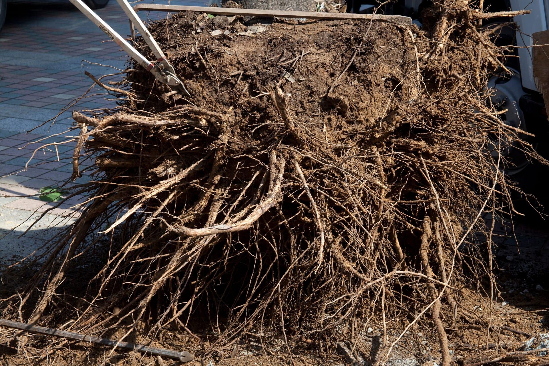 明朗会計で安心